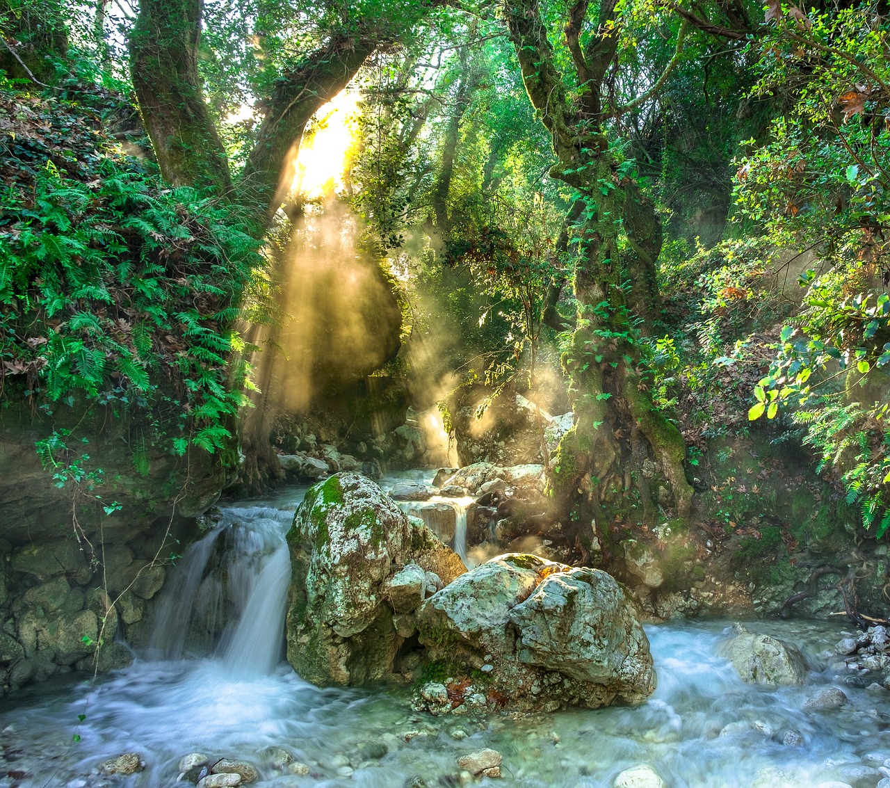 The Importance of Forest Conservation in Sustainable Living